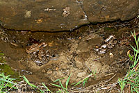 California Nightsnake