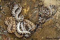 California Nightsnake