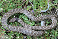 California Nightsnake