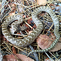 California Nightsnake