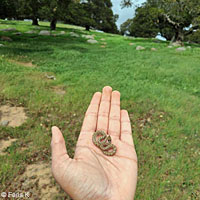 California Nightsnake