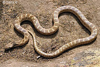 California Nightsnake