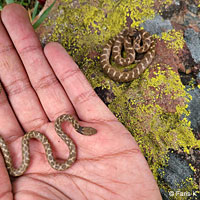 California Nightsnake