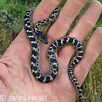 California Nightsnake