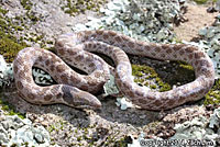 California Nightsnake