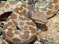 California Nightsnake