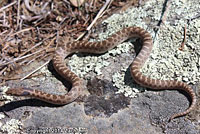 California Nightsnake