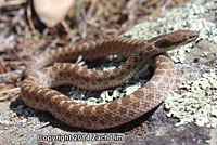 California Nightsnake