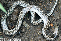 California Nightsnake