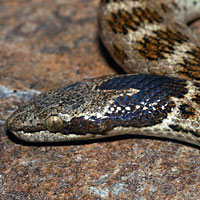 Northern Desert Nightsnake