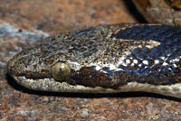 Northern Desert Nightsnake