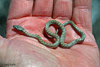 Northern Desert Nightsnake