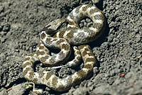 California Nightsnake