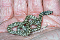 California Nightsnake