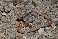 California Nightsnake