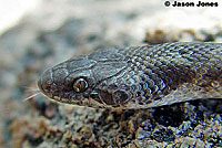 San Diego Nightsnake