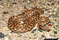 Northern Desert Nightsnake