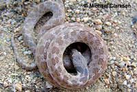 Northern Desert Nightsnake