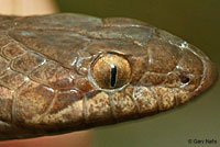 Sonoran Nightsnake