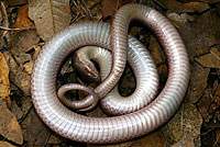 Sonoran Nightsnake