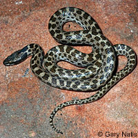 Northern Desert Nightsnake