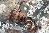 California Nightsnake