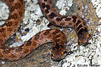 California Nightsnake