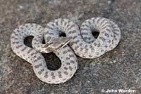 Northern Desert Nightsnake