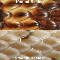 scales