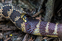 california kingsnake