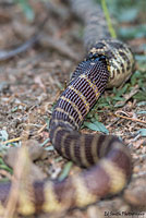 california kingsnake