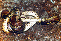 Kingsnake Eating Gopher Snake