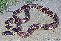 California Kingsnake