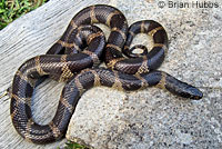 California Kingsnake