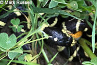 california kingsnake