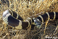 california kingsnake