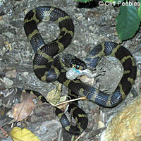 california kingsnake