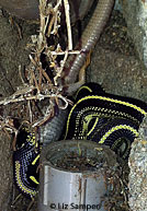 california kingsnake