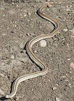 California Kingsnake