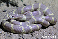 California Kingsnake