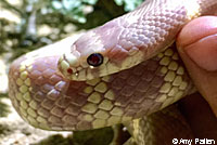 California Kingsnake