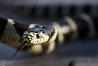 california kingsnake