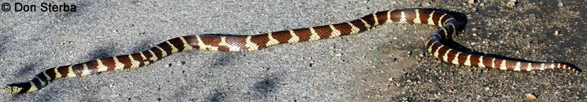 California Kingsnake