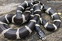 california kingsnake