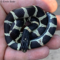 California Kingsnake