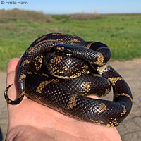 California Kingsnake