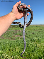 California Kingsnake