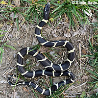 California Kingsnake