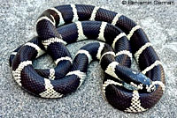 california kingsnake