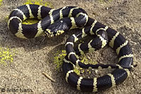 california kingsnake